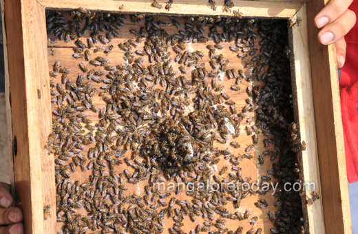 cashew and honey mela